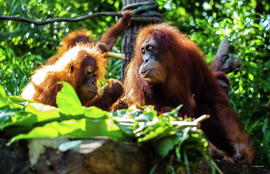 Orangutans - How Ya Doing? Photograph by M G Whittingham