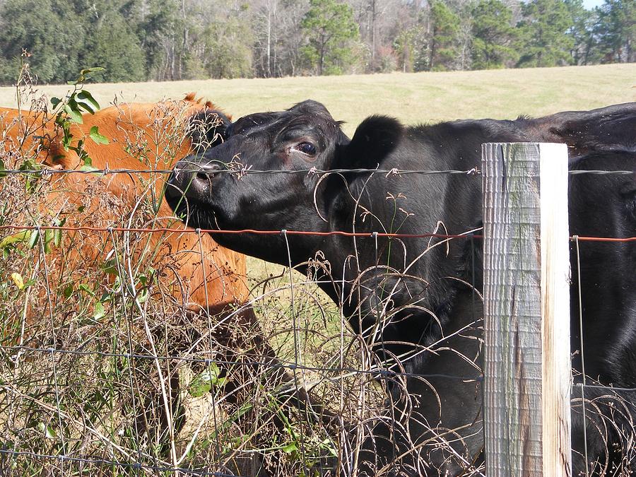 Cow Photograph - Howdy Neighbor by Mike Farmer