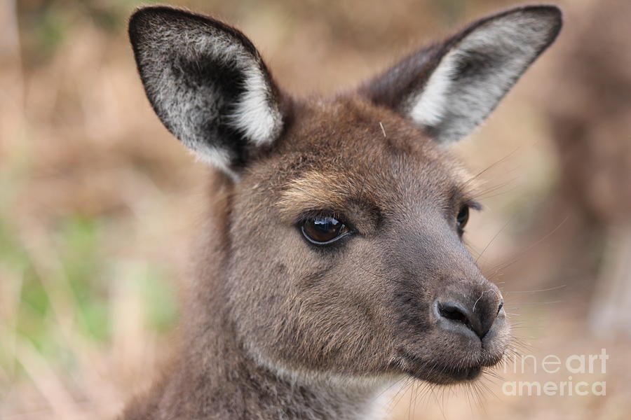 Kangaroo Photograph - Howdy by Roo Printz