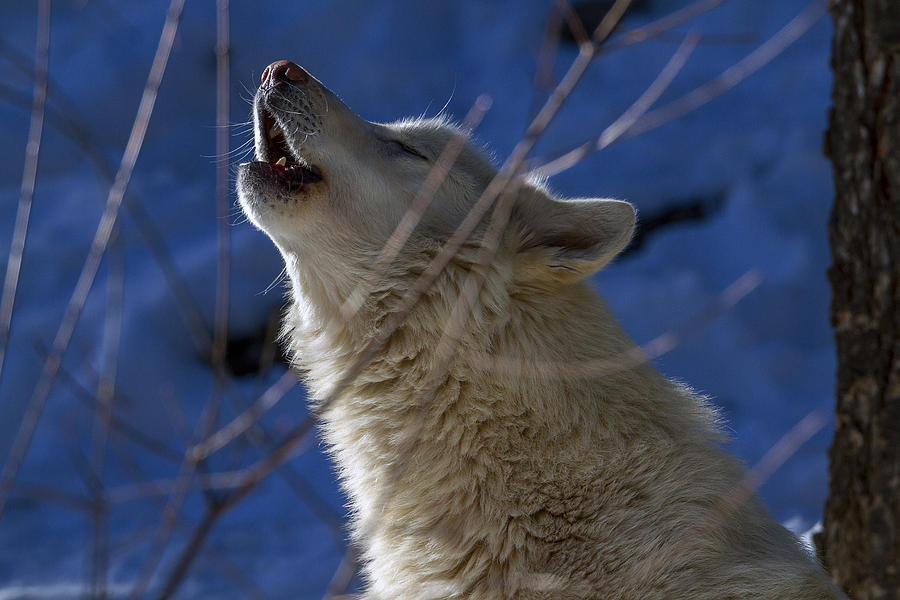 Howl at dawn Photograph by Jeff Shumaker