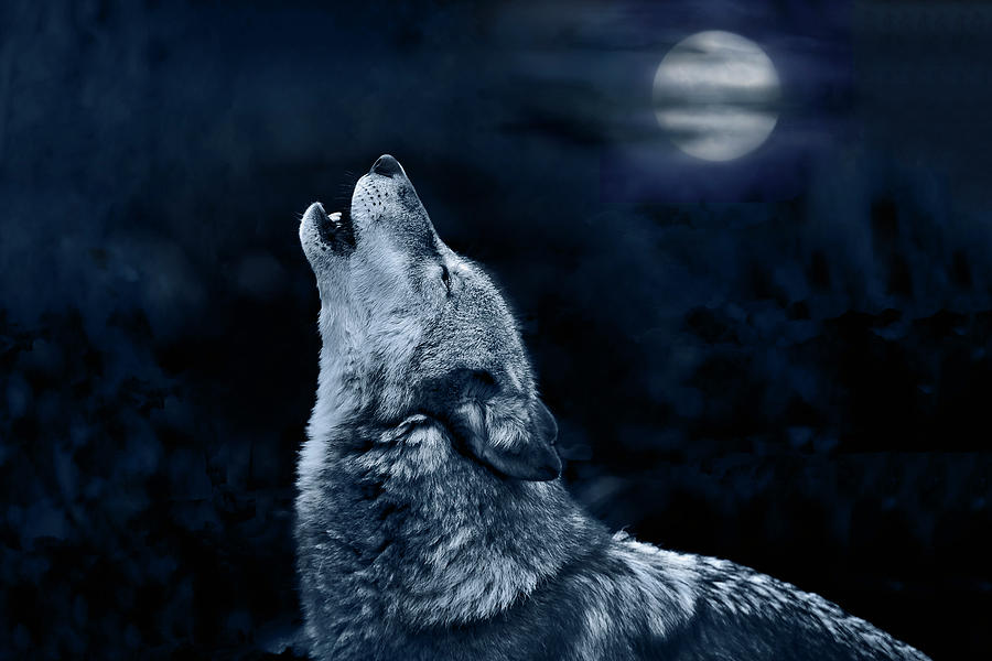Howl at the Moon Digital Art by John Christopher