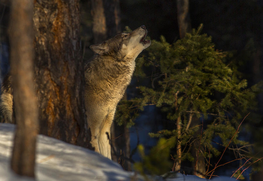 Howl in the woods Photograph by Jeff Shumaker
