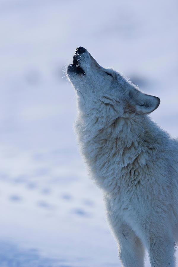 Howl of the White Wolf Photograph by Mark Miller
