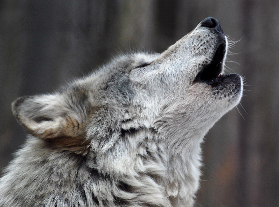 Wolves Photograph - Howl by Richard Bryce and Family