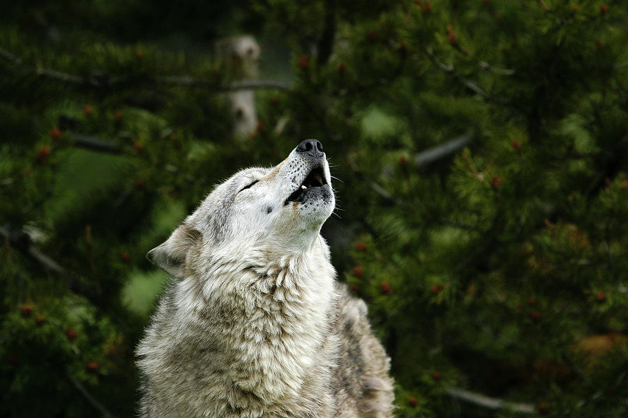 Howl Photograph by Ronnie And Frances Howard