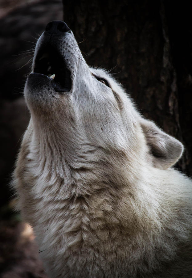 Howl Photograph by Shannon Kunkle