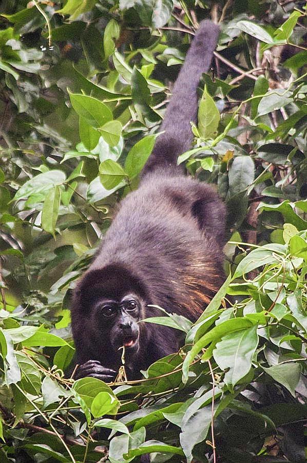 Howler Monkey Eating Fruit Photograph by NaturesPix