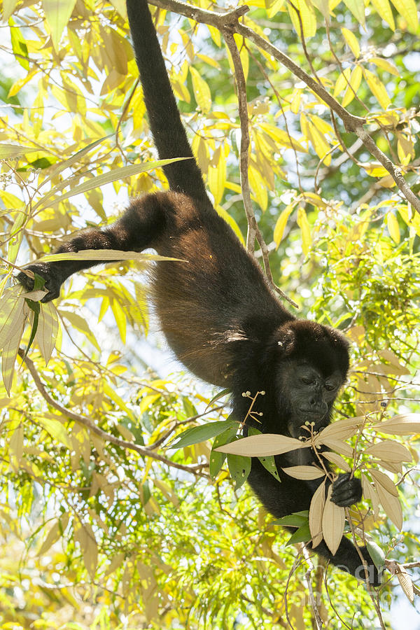Howler monkey in tree Photograph by Patricia Hofmeester