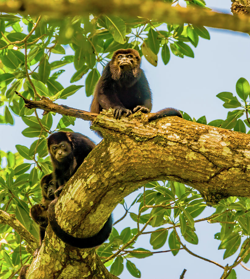 Howler Monkeys Photograph by Harry Strharsky