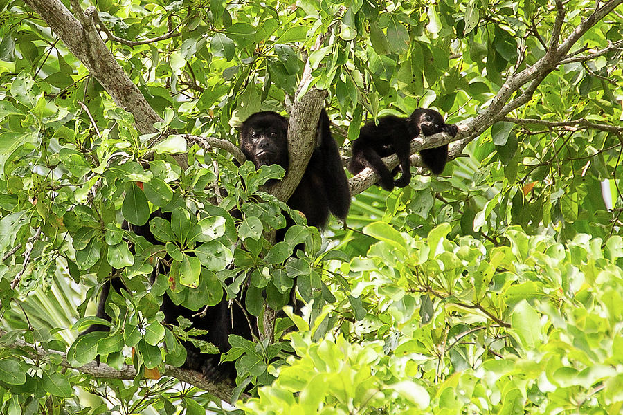 Howler Monkeys Photograph by Ronnie Maum