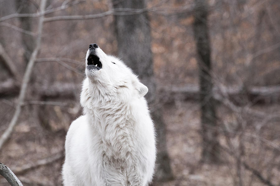 Howling Photograph by Allison Coffin - Fine Art America