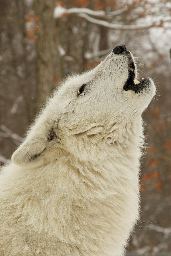 Howling Arctic Wolf portrait Photograph by Steve and Sharon Smith