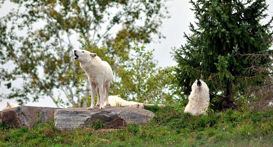 Howling Arctic Wolves Photograph by Elaine Manley