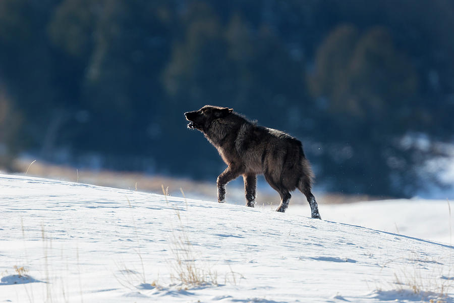 Howling Black Yearling Wolf Photograph by Mark Miller
