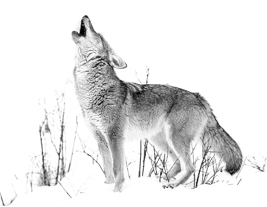 Howling Coyote Black And White Photograph by Athena Mckinzie