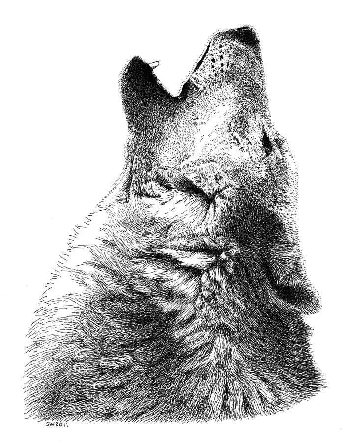 Howling Timber Wolf Drawing by Scott Woyak
