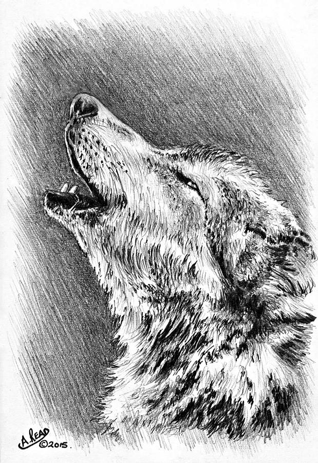 Howling Wolf Drawing by Andrew Read