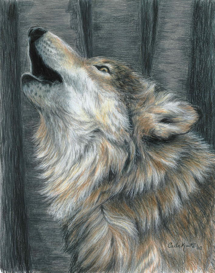 Howling Wolf Drawing by Carla Kurt