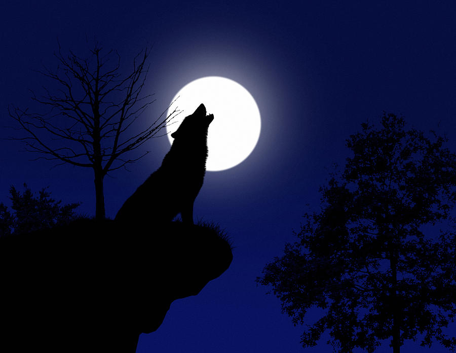 Howling Wolf Digital Art by Fitim Bushati - Fine Art America