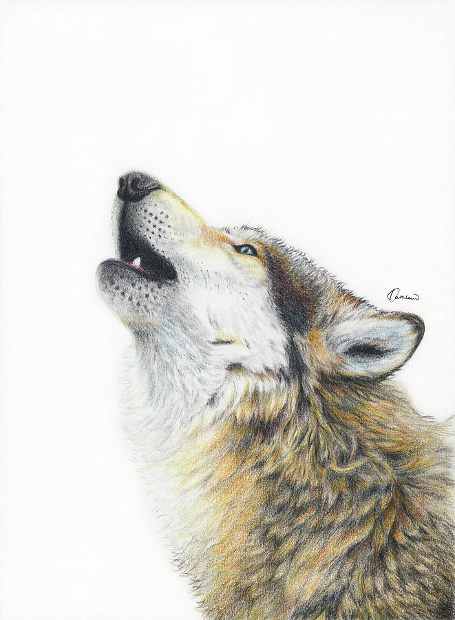 Gray Wolf Howling Drawing