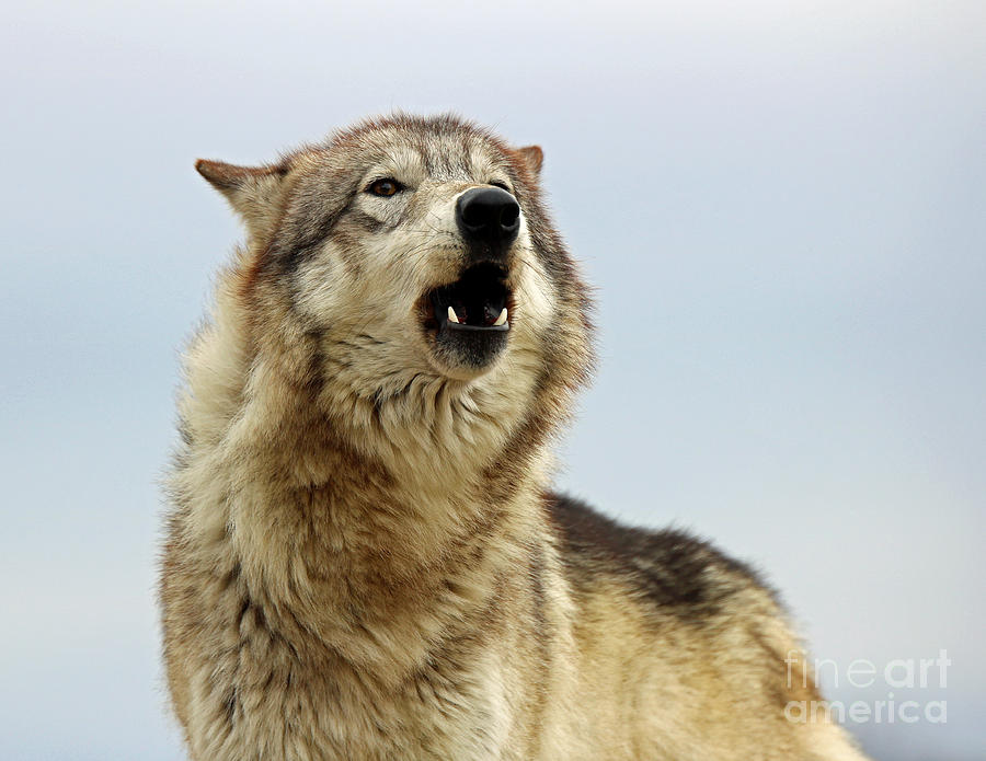 Wolves Photograph - Howling Wolf by Steve Gass