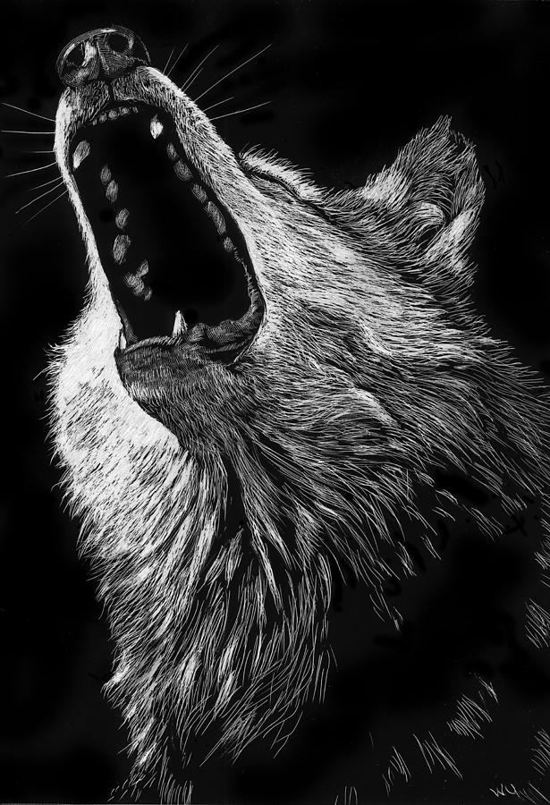 Howling Wolf Drawing by William Underwood