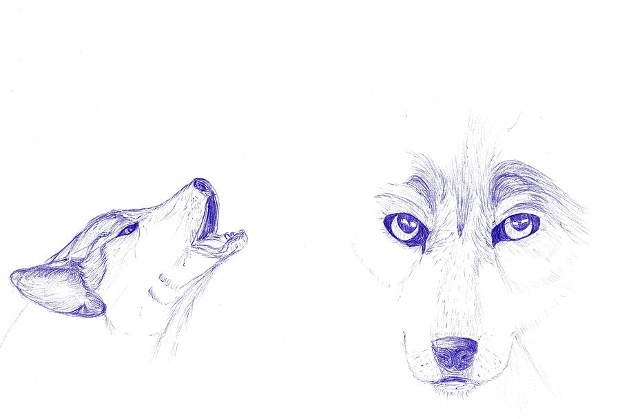 howling wolf head drawing