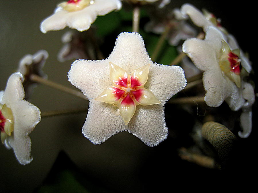 Hoya Flower Photograph by John King I I I
