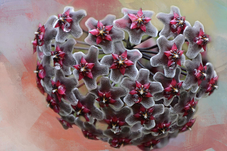 Nature Photograph - Hoya  by Isabela and Skender Cocoli