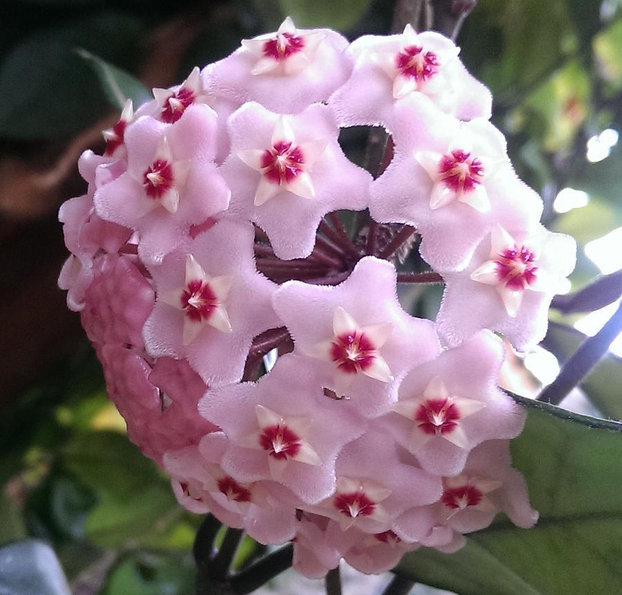 Hoya Photograph by Nick Blake - Fine Art America