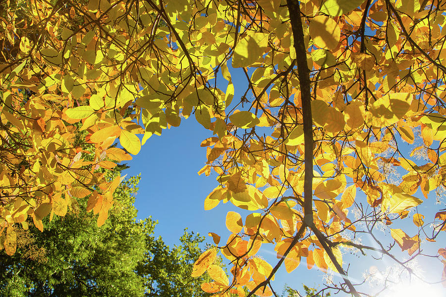 Hoyt arboretum autumn colors Photograph by Kunal Mehra