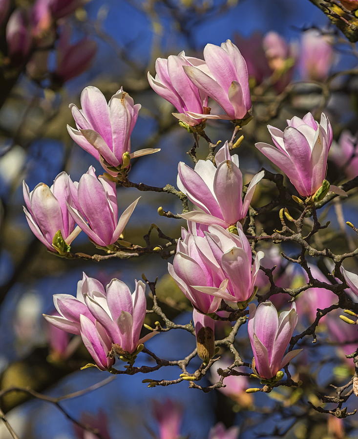 Huangshan, magnolia cylindrica, flowers Photograph by Elenarts - Elena Duvernay photo