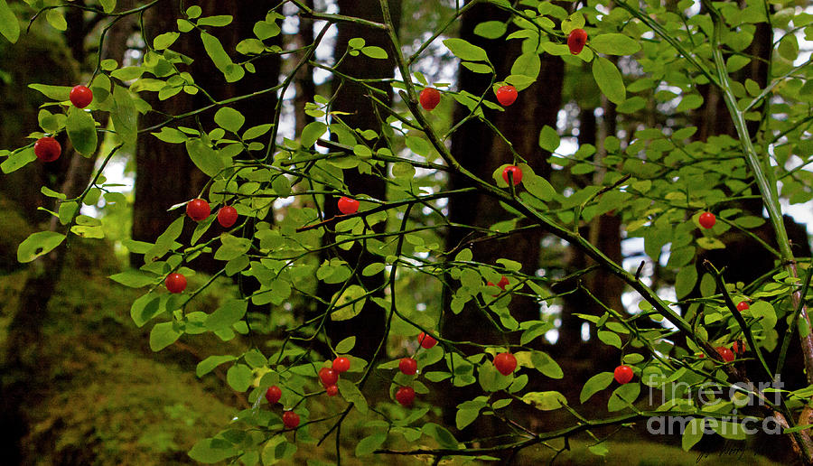 Huckelberries-Signed-#6443 Photograph by J L Woody Wooden