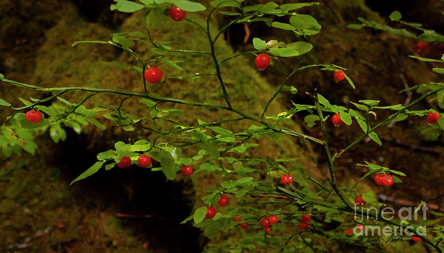Huckelberries-Signed-#6449 Photograph by J L Woody Wooden