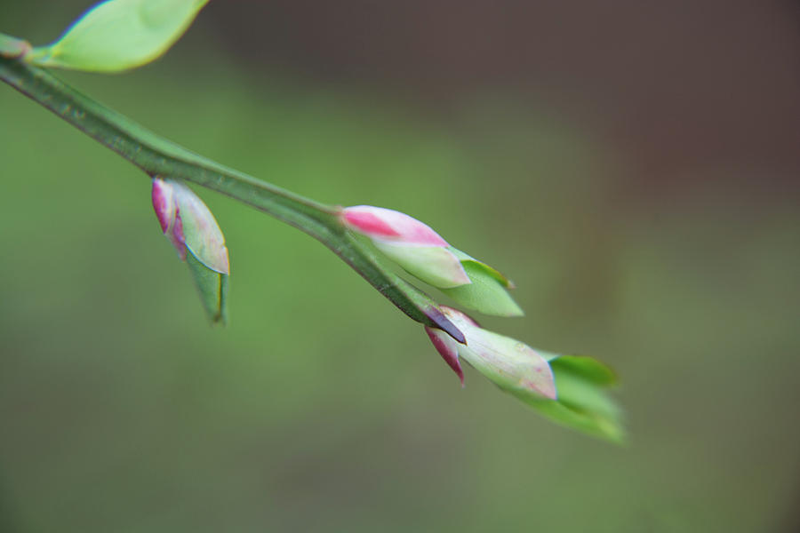 Huckleberry Blooms Photograph by Tracey Edwards - Pixels