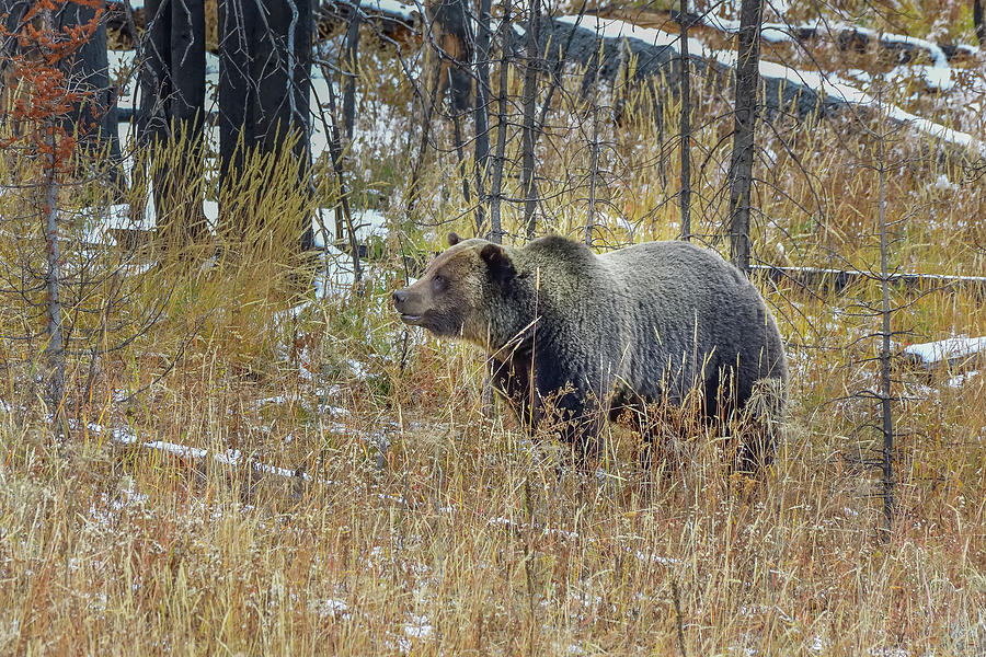 Huckleberry Grizzly In Autumn Photograph by Yeates Photography