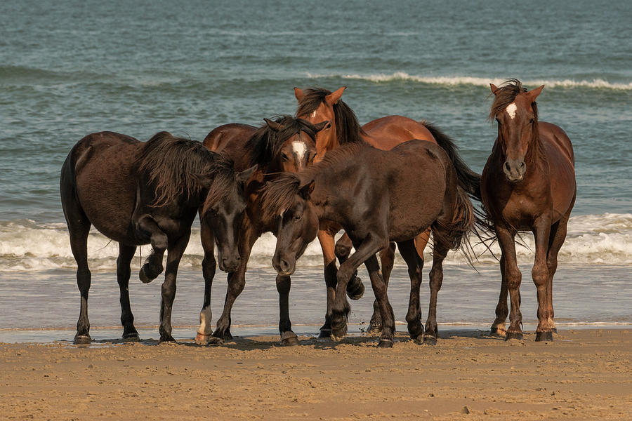 Horse Photograph - Huddle  by Ernie Page