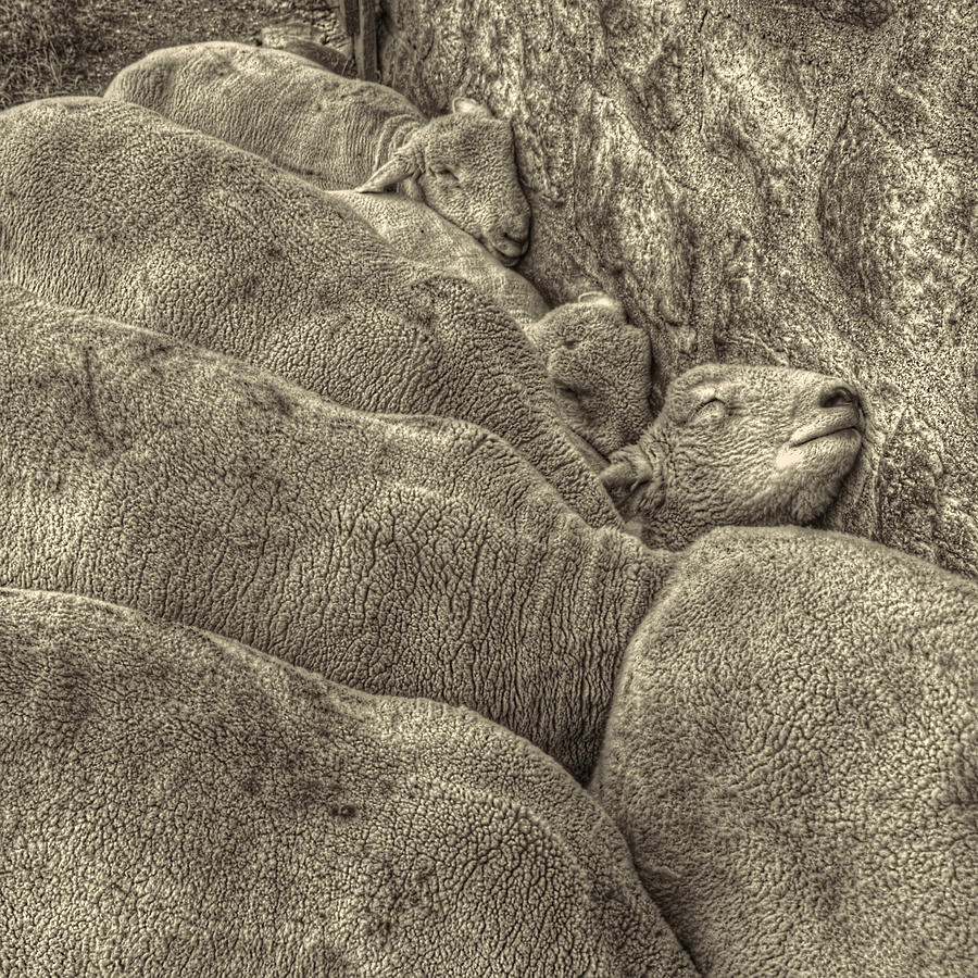 Huddled Yearling Rams Photograph by Roger Passman
