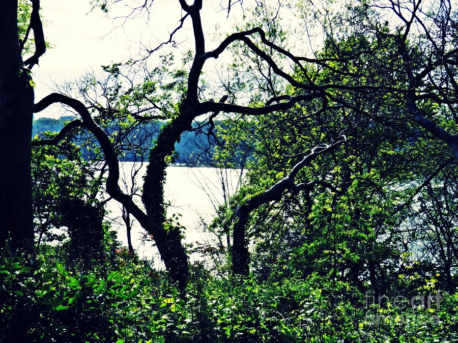 Tree Photograph - Hudson River by Sarah Loft
