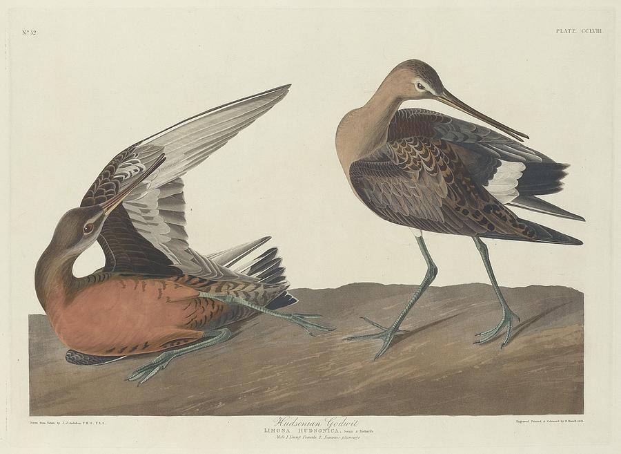 John James Audubon Drawing - Hudsonian Godwit by Dreyer Wildlife Print Collections 