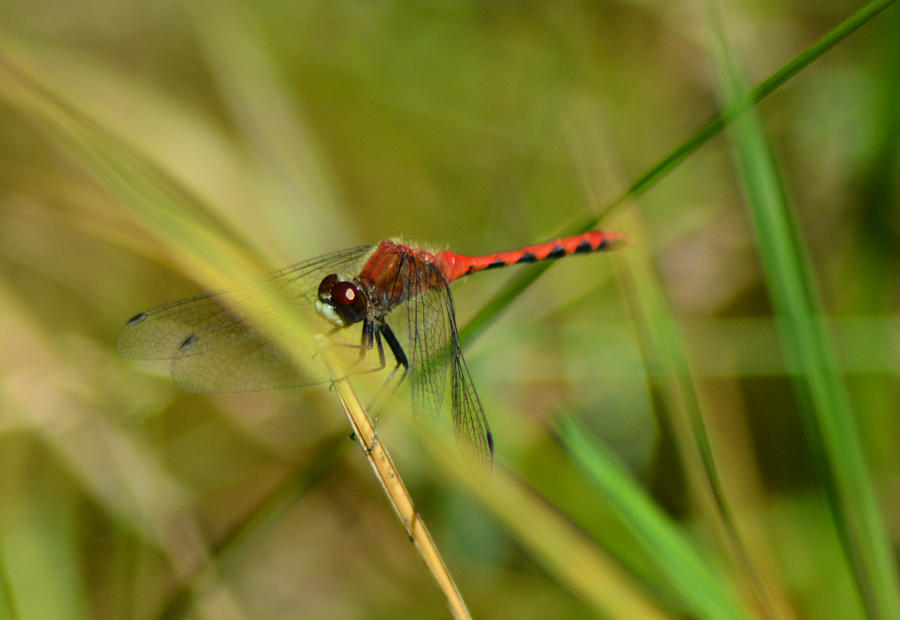 Hudsonian Whiteface Dragonfly Pyrography by Sally Sperry