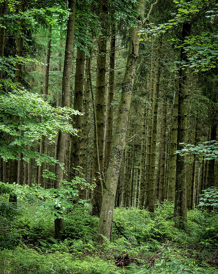 Huerdgen Forest 6270057 Photograph by Deidre Elzer-Lento