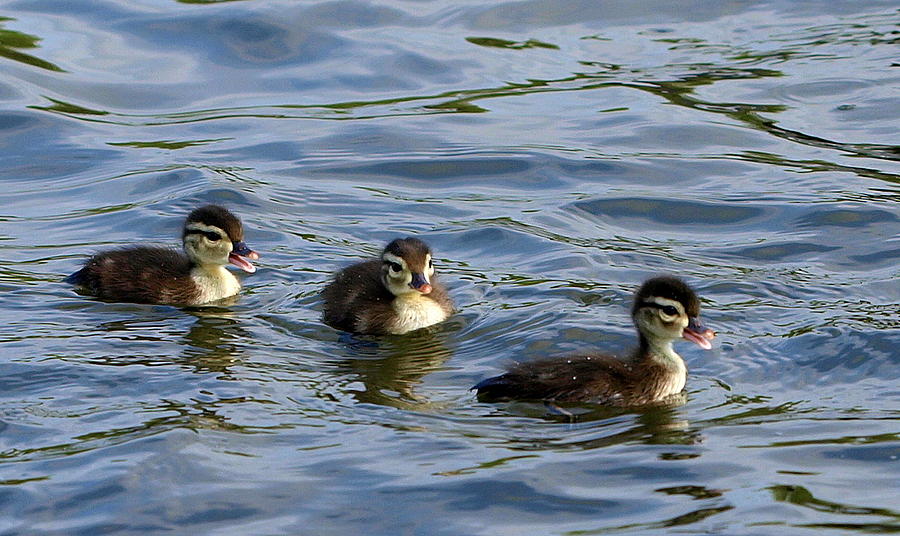 Huey, Dewey and Louie Photograph by Kala King | Fine Art America