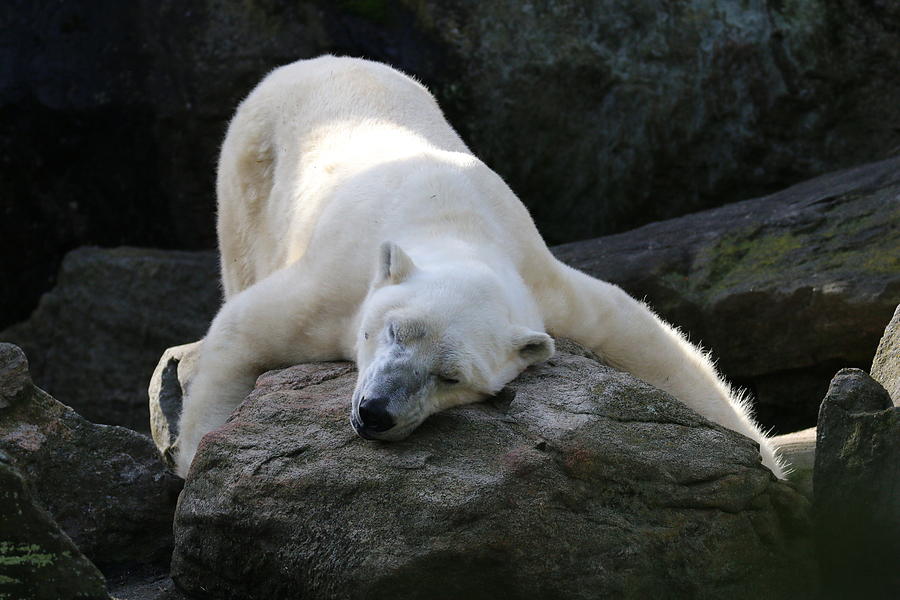 Polar Bear Photograph - Hug A Rock by Living Color Photography Lorraine Lynch