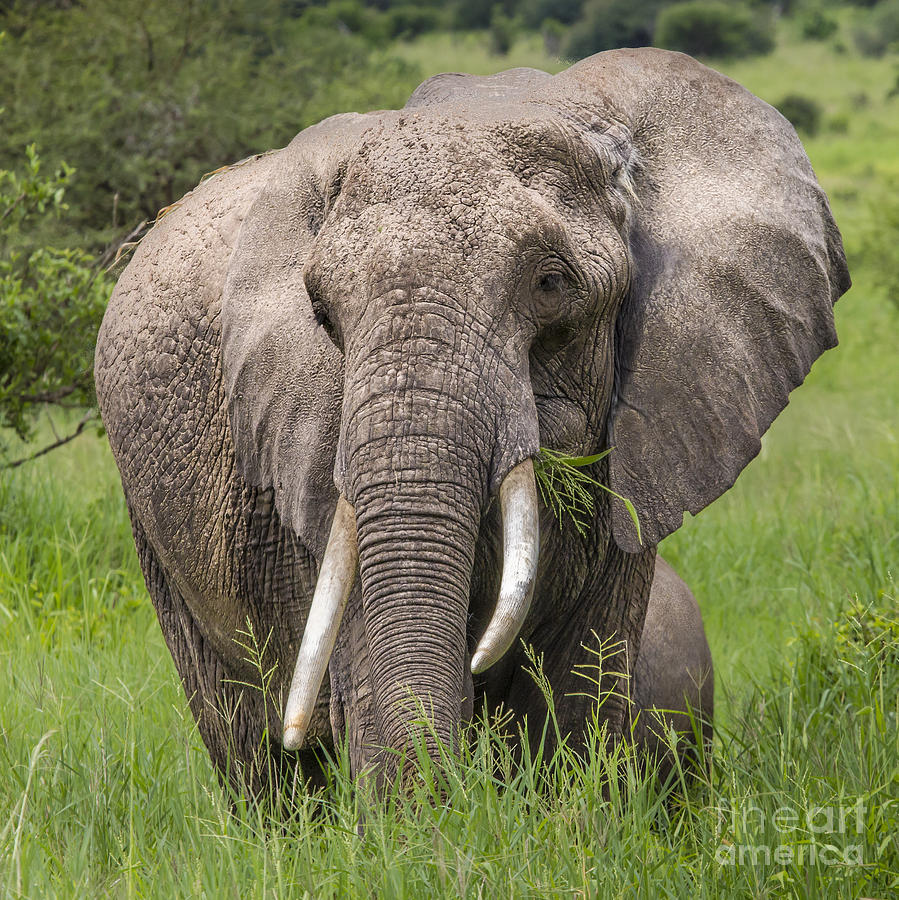 Huge African Elephant Bull Photograph By Mariusz Prusaczyk 