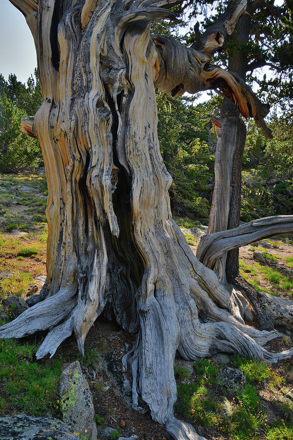 Huge Ancient Bristlecone Pine on Mt. Goliath Photograph by Ray Mathis