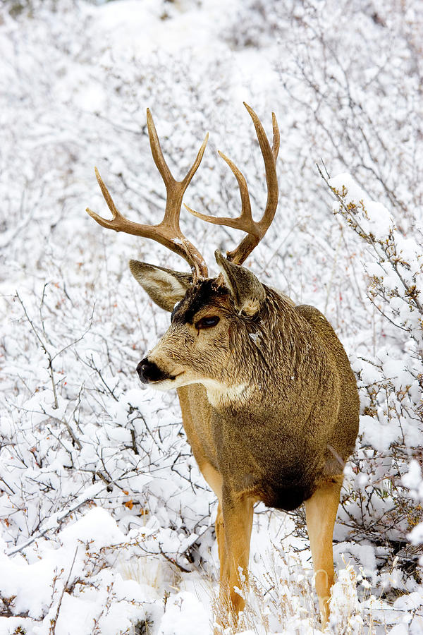 Huge Buck Deer in the Snowy Woods Photograph by Steven Krull