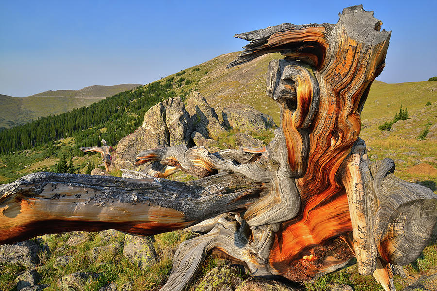 Huge Fallen Bristlecone Pine on Mt. Goliath Photograph by Ray Mathis