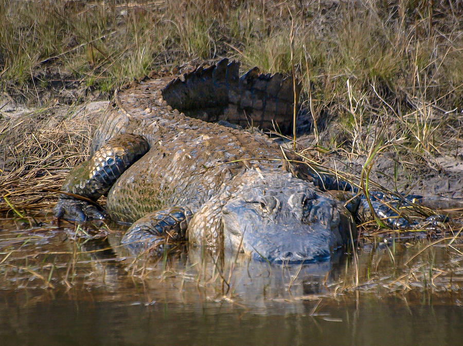 Huge Gator Photograph by Tom Claud - Fine Art America