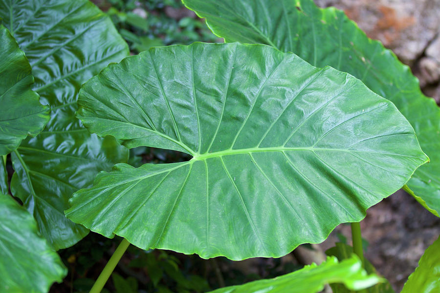 large tropical leaves